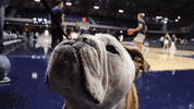 Happy Butler Bulldogs GIF by Butler University
