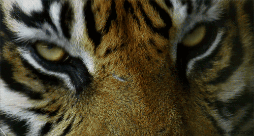 big cats eye GIF by Head Like an Orange