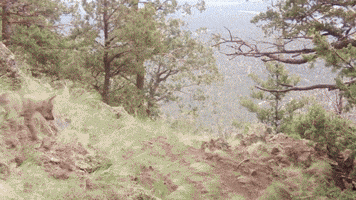 Wolf Pup Watches Rock Roll By