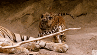 Tumbling Tiger Cubs | Dynasties