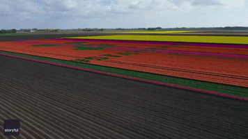 Dutch Tulip Grower Breeds New Flower as Tribute to Health Care Workers