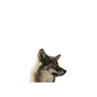 Wolf Wood Sticker by Studiocanal Germany