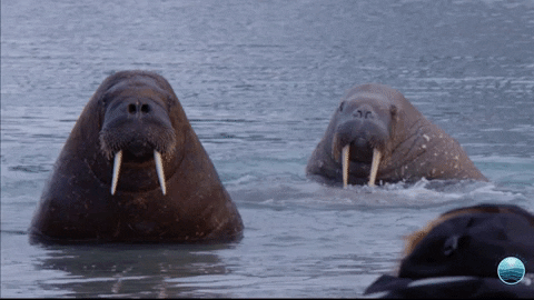 Marine Mammal Walrus GIF by Mission Blue