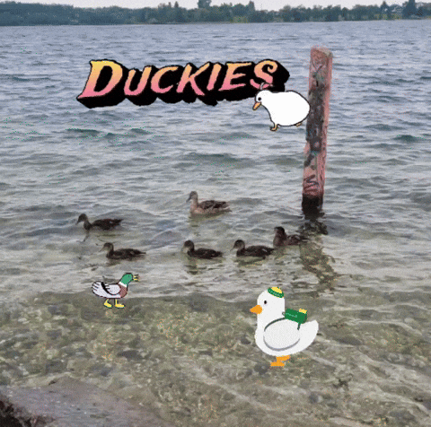 Kinotastisch giphyattribution giphycreatortest duck ducks GIF