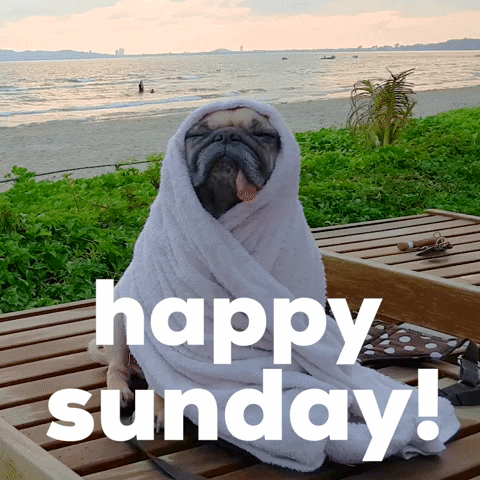 Video gif. Pug completely wrapped up in a white towel on a beach chair stares up with closed eyes and tongue out, really basking in the moment, as calm waves on a tropical beach roll in behind it. Text, "Happy Sunday!'