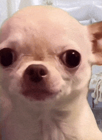 Naughty Dog GIF