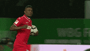 1 fc cologne football GIF by 1. FC Köln