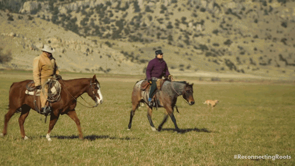 Wild West Horse GIF by Reconnecting Roots