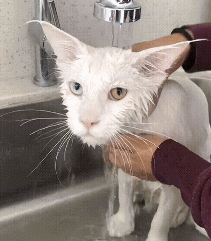 Kunzargo giphygifmaker giphyattribution cat bath GIF