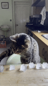 Satisfying Ice Cubes GIF