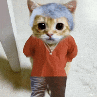 Cat Meow GIF