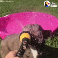 Dog GIF by The Dodo