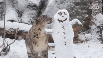 Breaking Snow Leopard GIF by Korkeasaari Zoo