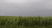bastille GIF