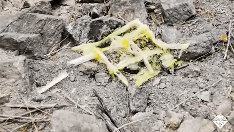 tulsimo giphygifmaker GIF
