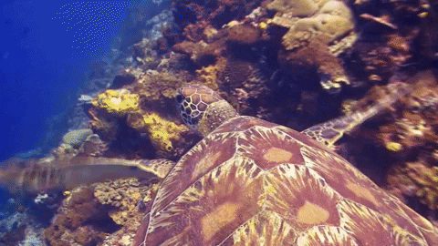 WeAreWater giphygifmaker ocean turtle underwater GIF