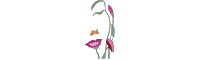 Flores Sticker by Floreria Kmonadas