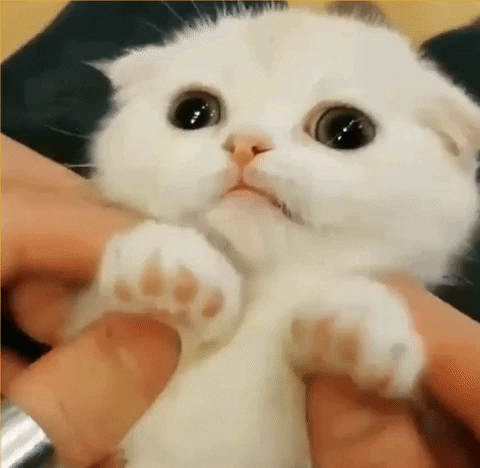 giphyupload GIF