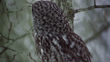 Say What Excuse Me GIF by Nat Geo Wild