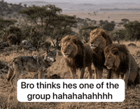 He Is Lol GIF