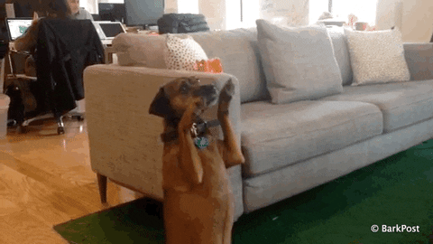 Happy Friday GIF by The BarkPost