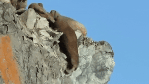 patraschew giphyupload GIF