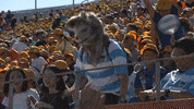 World Rugby Sport GIF by Rugby World Cup
