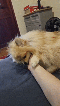 GIF by Jessica Capelini