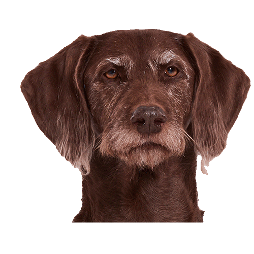 Dogs Puppy Sticker by Niedersachsen-Ticket