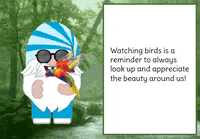 Birds Gnome GIF