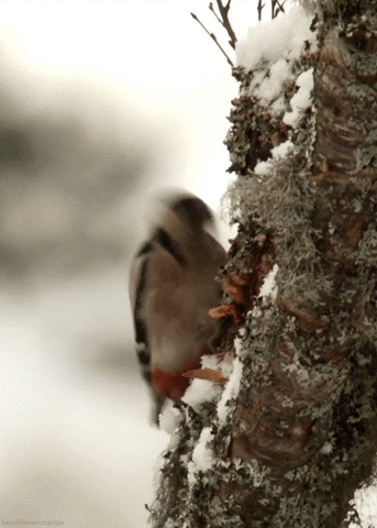 bird woodpecker GIF by Head Like an Orange