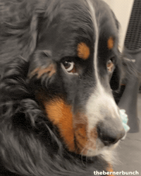 thebernerbunch dog side eye bombastic side eye bernese mountain dog GIF