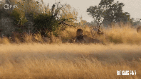 Angry Season 2 GIF by PBS