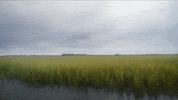 north carolina GIF