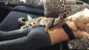 cat woman GIF
