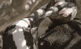 Love Birds Kiss GIF by San Diego Zoo