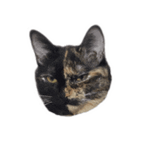 Cat No Sticker
