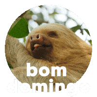 Happy Sunday Domingo Sticker by Sealed With A GIF