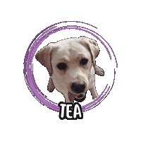 Labrador Retriever Tea Sticker by Asilo per cani Dog'sMind