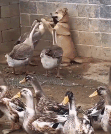 dog ducks giphycutecrawls animals being jerks bunch GIF