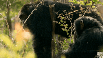 chimp chimpanzee GIF by BBC America