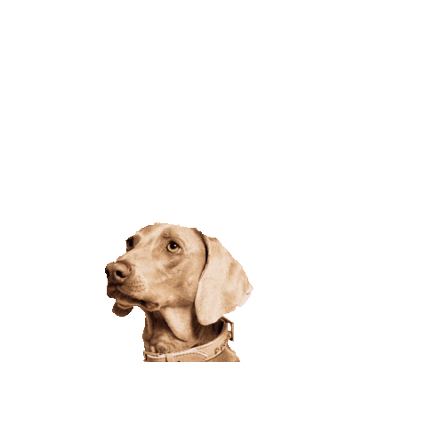 MeomariBoutique giphygifmaker Sticker