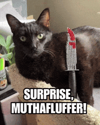 Black Cat Dexter GIF