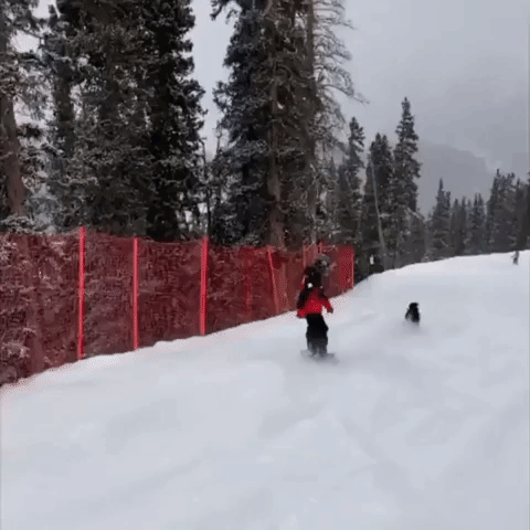 Avalanche Rescue Dog Races Snowboarder Down Fresh Colorado Slopes