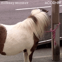 Good Morning What GIF by Acorn TV