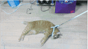 lazy don't care GIF