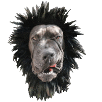 great dane sunglasses Sticker by DopeDog