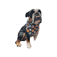 Pokemon Bulldog Sticker by Geekster Pets