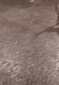 Game Catching GIF by JustViral.Net