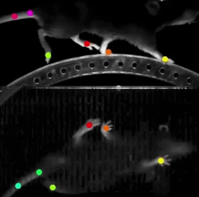 psyofinfo giphygifgrabber GIF